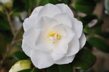 椿＠Camellia