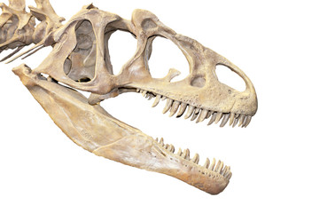 Obraz premium Dinozaur
