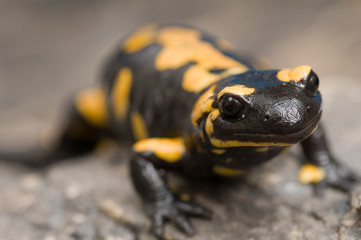 Salamander