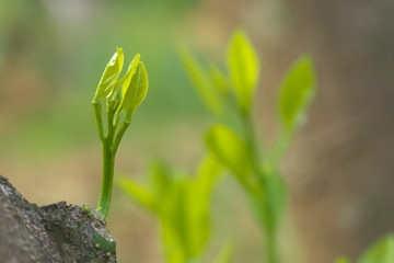 ミカンの新芽