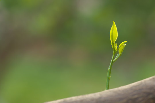 ミカンの新芽
