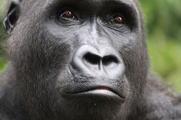 gorille femelle portrait cameroun