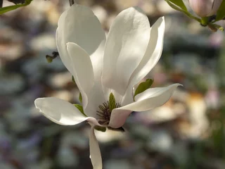 Afwasbaar Fotobehang Magnolia magnolia