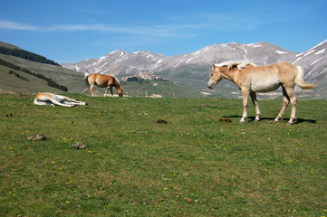 Fototapeta na wymiar Cavalli a Castelluccio di Norcia