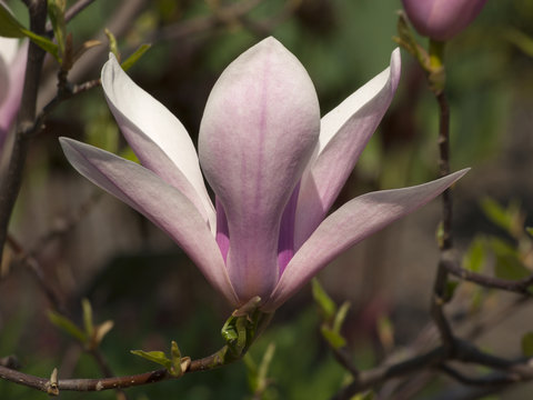 Fototapeta magnolia