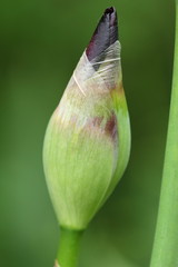 Bourgeon d'iris