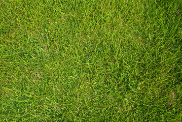 Green grass texture background.