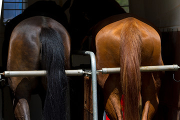 Horse transportation