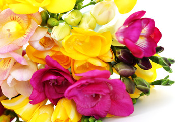Obraz premium freesia flowers