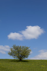 Fototapeta na wymiar tree on a green field against a blue sky