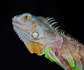 Iguana