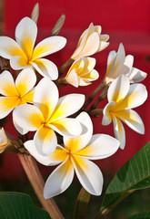 fleurs de frangipanier