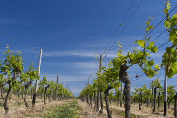 Weinberg mit Weinstock bei blauem Himmel 