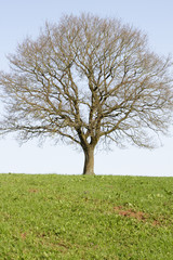 Fototapeta premium Baum