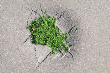 young grass sprouted through cracks in asphalt