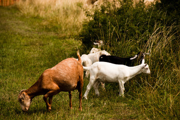 Grazing Flock Of Goats