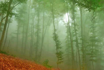 Tuinposter misty tropical forest in a fog © Yuriy Kulik