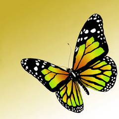 Fototapeta premium butterfly on white background