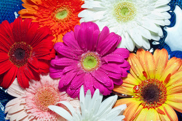 fleurs de gerbera