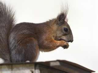Obraz premium Squirrel eating a nut