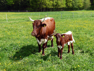 Landwirtschaft