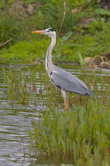 Grey Heron - Ardea cinerea resting on the shore
