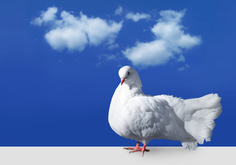 White dove staying against sky with clouds