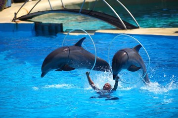 saut de dauphins