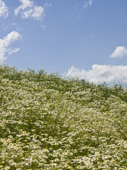 Meadow of camomiles (ox-eye daisy), vertical.