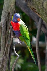 Perroquet multicolore, Guadeloupe