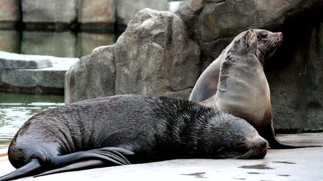 Otariidae