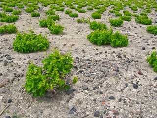 Vigna storica, isola di Santorini in Grecia