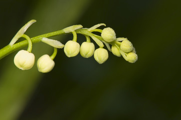 Convallaria majalis