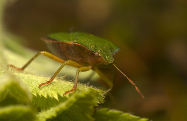 Palomena prasina