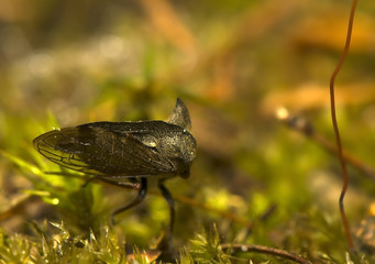 Centrotus cornutus
