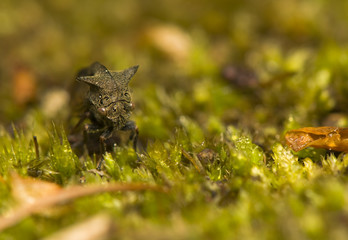 Centrotus cornutus