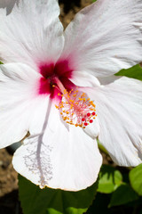 Fleur d'hibiscus blanche, jardin botanique, Guadeloupe
