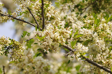 Spring in Ferrara with acacia flowers