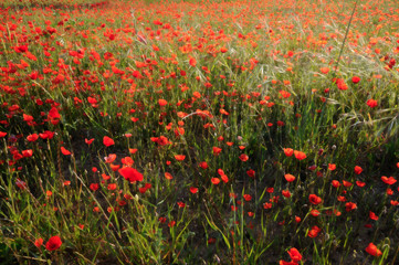 Champ de coquelicots
