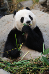 Fototapeta premium Giant panda