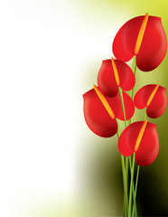 Beautiful red anthurium