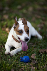 jack russel terrier