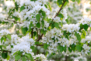 Blossoming branch of an apple-tree