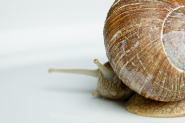Weinbergschnecke (Helix pomatia)
