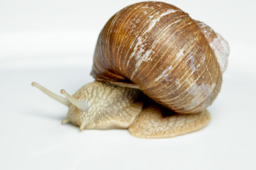 Weinbergschnecke (Helix pomatia)
