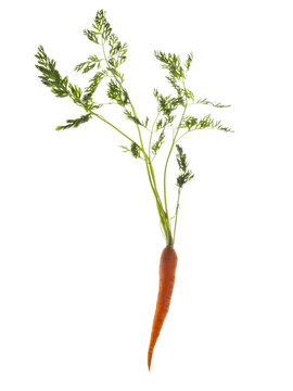 Carrot  with stem and green leaves