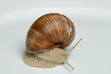 Weinbergschnecke (Helix pomatia)