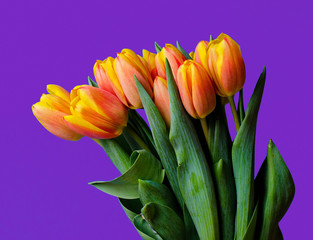 colorful fresh tulips