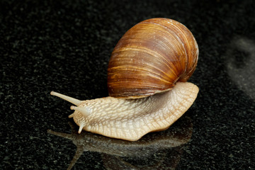 Weinbergschnecke (Helix pomatia)