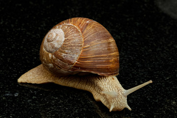 Weinbergschnecke (Helix pomatia)